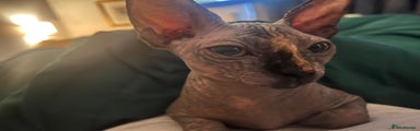 Sphynx Kitten 2