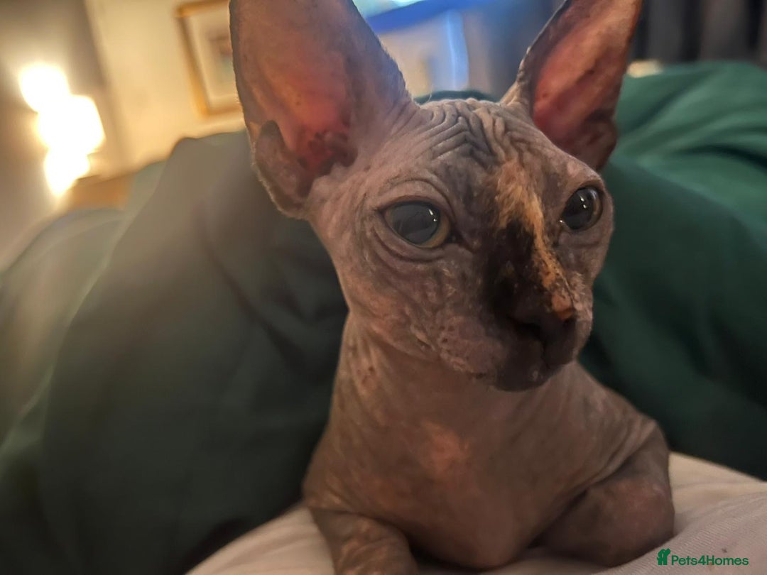 Sphynx cats for sale: 2 sphinx cats for sale  - Advert 3