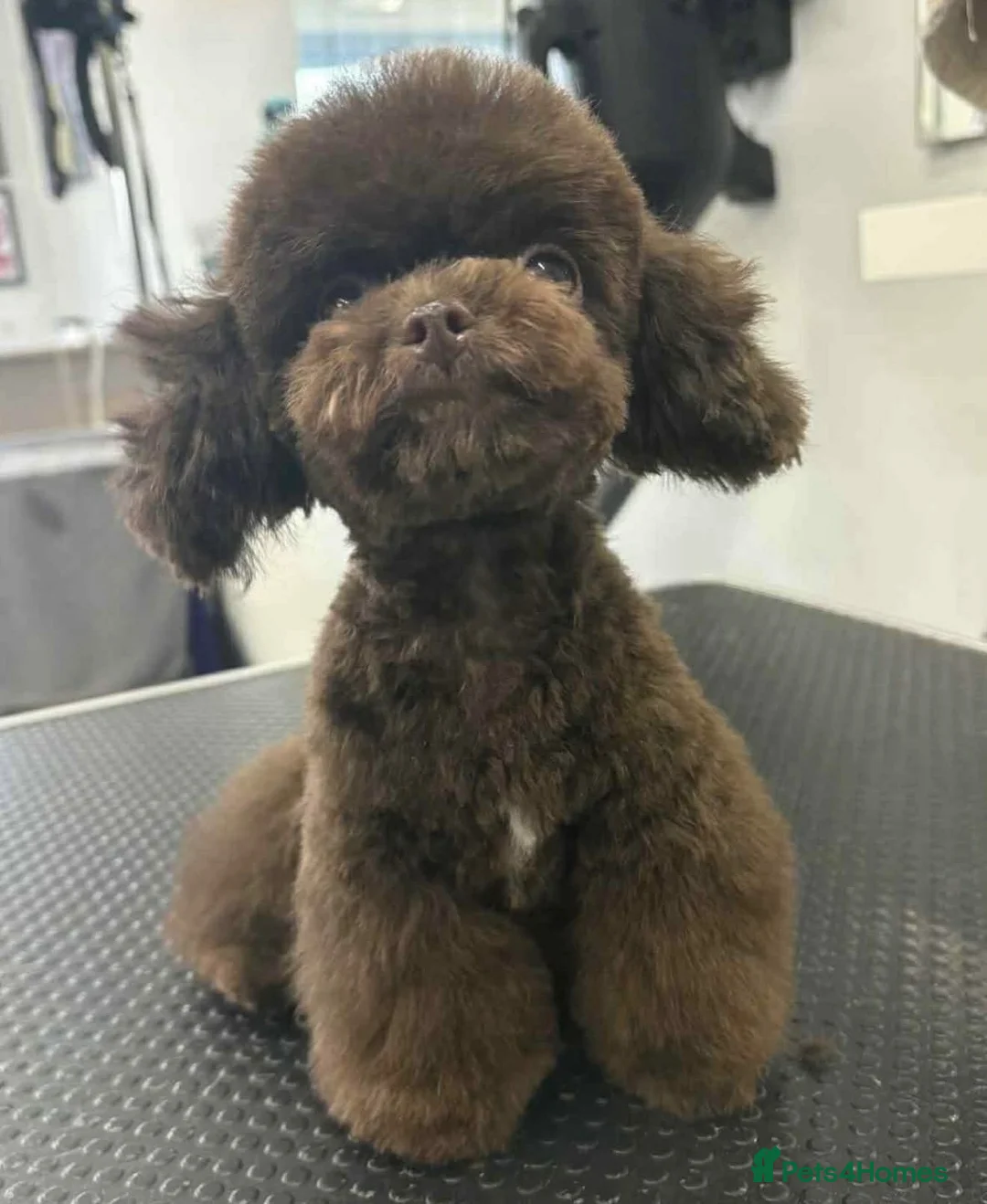 Maltipoo dogs for sale: Korean/asian maltipoo puppies  - Advert 5