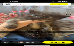 Maine Coon cats for sale: Beautiful Maine coon kittens 07396998601 - Image 2