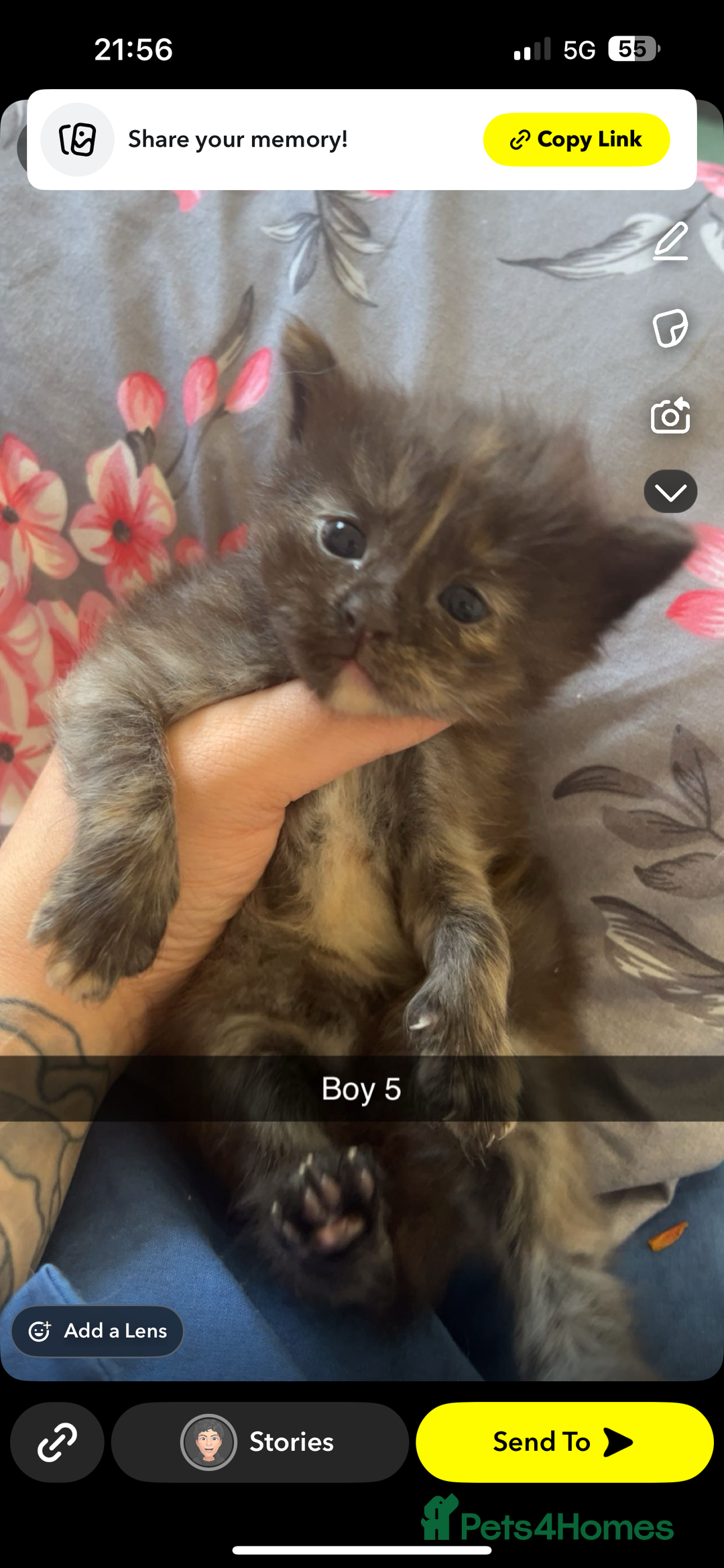 Maine Coon cats for sale: Beautiful Maine coon kittens 07396998601 - Image 2