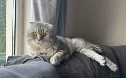 Mixed Breed cats for sale: Ragdoll X Scottish Fold  - Image 7