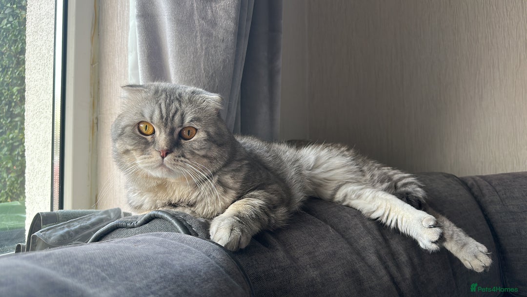 Mixed Breed cats for sale: Ragdoll X Scottish Fold  - Image 7