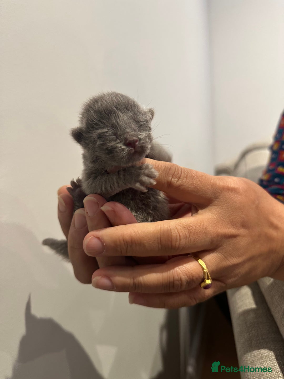 British Shorthair cats for sale: BRITISH SHORT HAIR KITTENS FOR SALE - Image 5