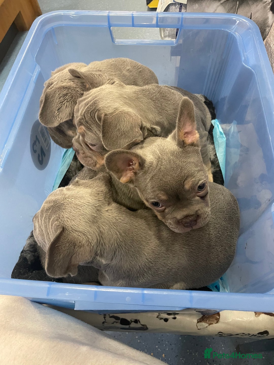 French Bulldog dogs for sale: French bulldog pups - Advert 10