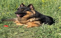 German Shepherd dogs for stud: Herman Kennel Club registered GSD-stud in Doncaster - Image 5