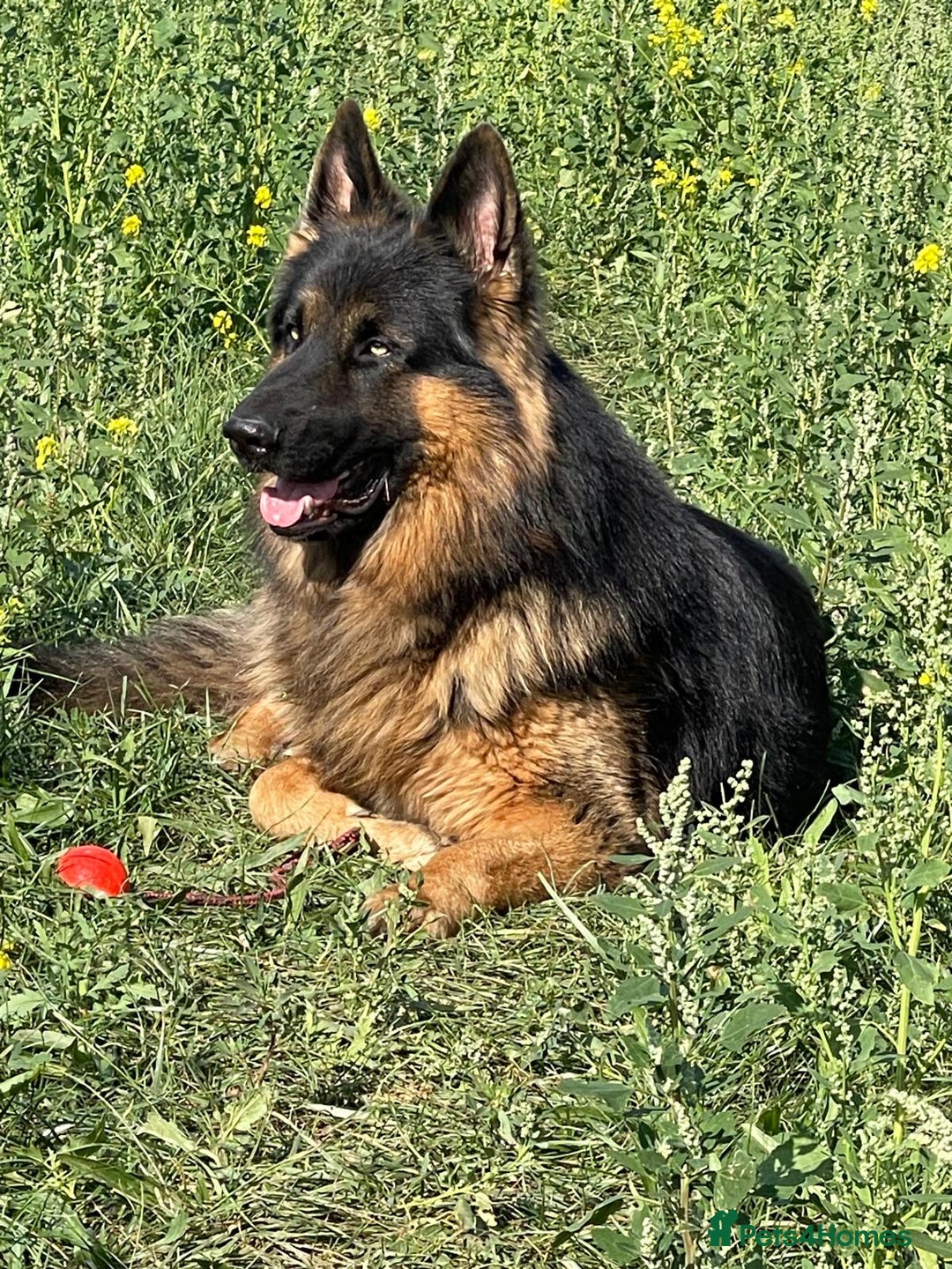 German Shepherd dogs for stud: Herman Kennel Club registered GSD-stud in Doncaster - Image 5