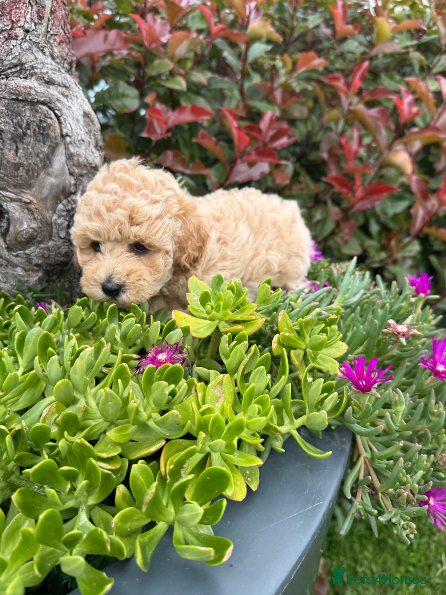 Poochon dogs 💖💖Stunning Puppies 💖 Updated Photos  - Advert 5
