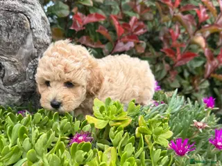 Poochon dogs 💖💖Stunning Puppies 💖 Updated Photos - Advert 5