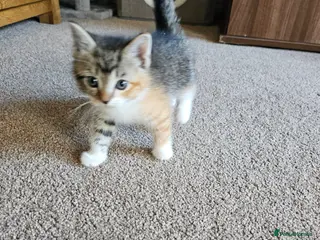 British Shorthair cats Half british shorthair kittens - Advert 2