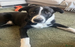 Mixed Breed dogs for sale: Elvis - Image 1