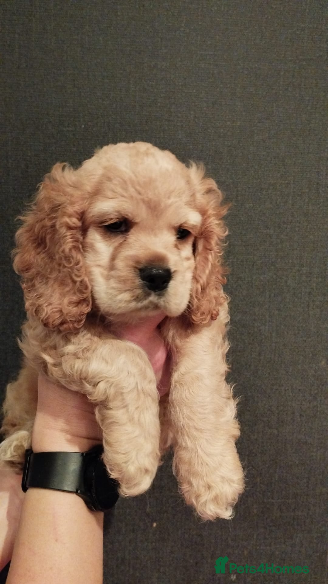 Mixed Breed dogs for sale: CavalierxCocker Spaniel Puppies -Both Parents Here - Image 17
