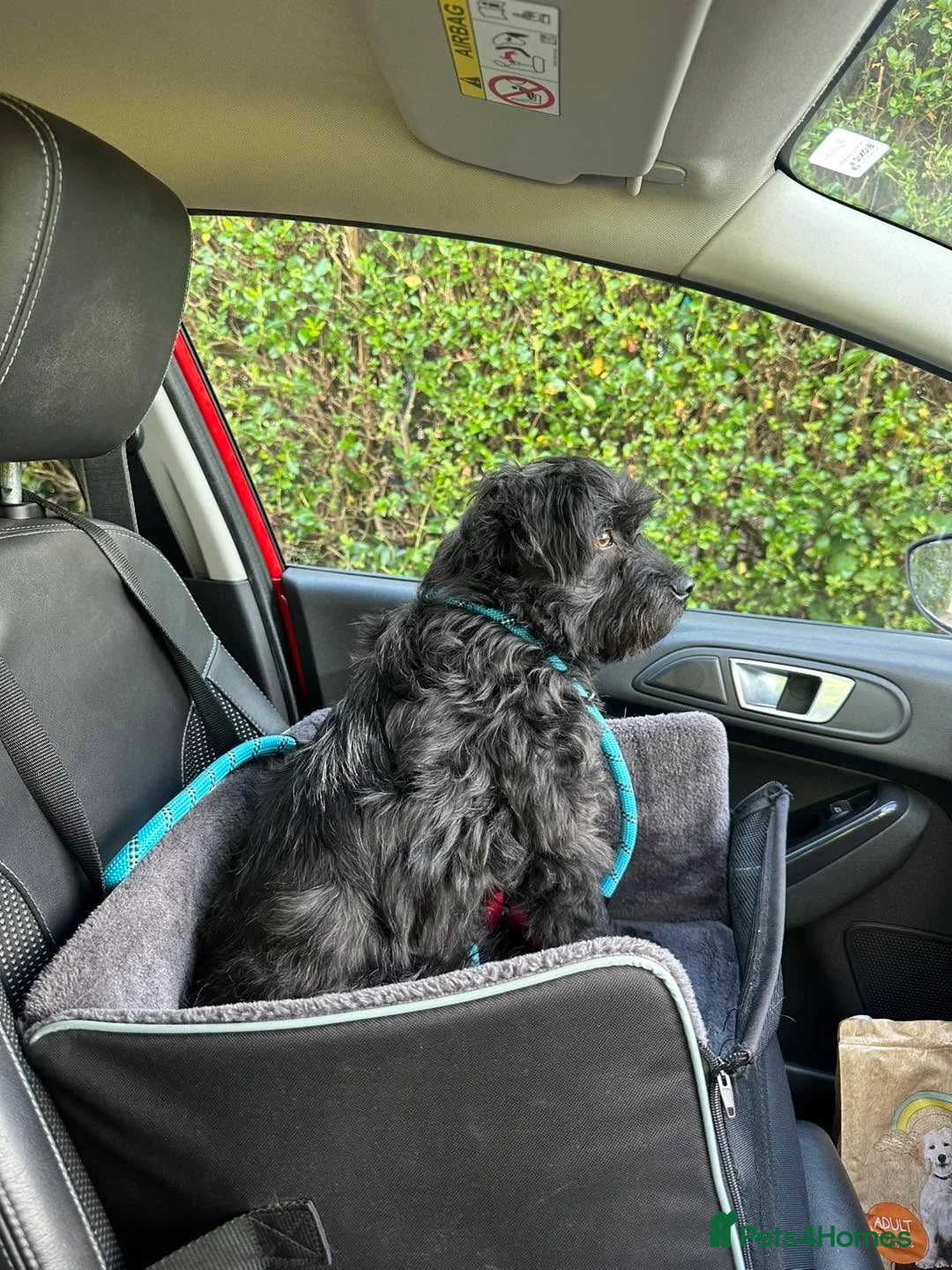 Mixed Breed dogs for adoption: 🐾 Meet Ben 🐾 in Chelmsford - Advert 6