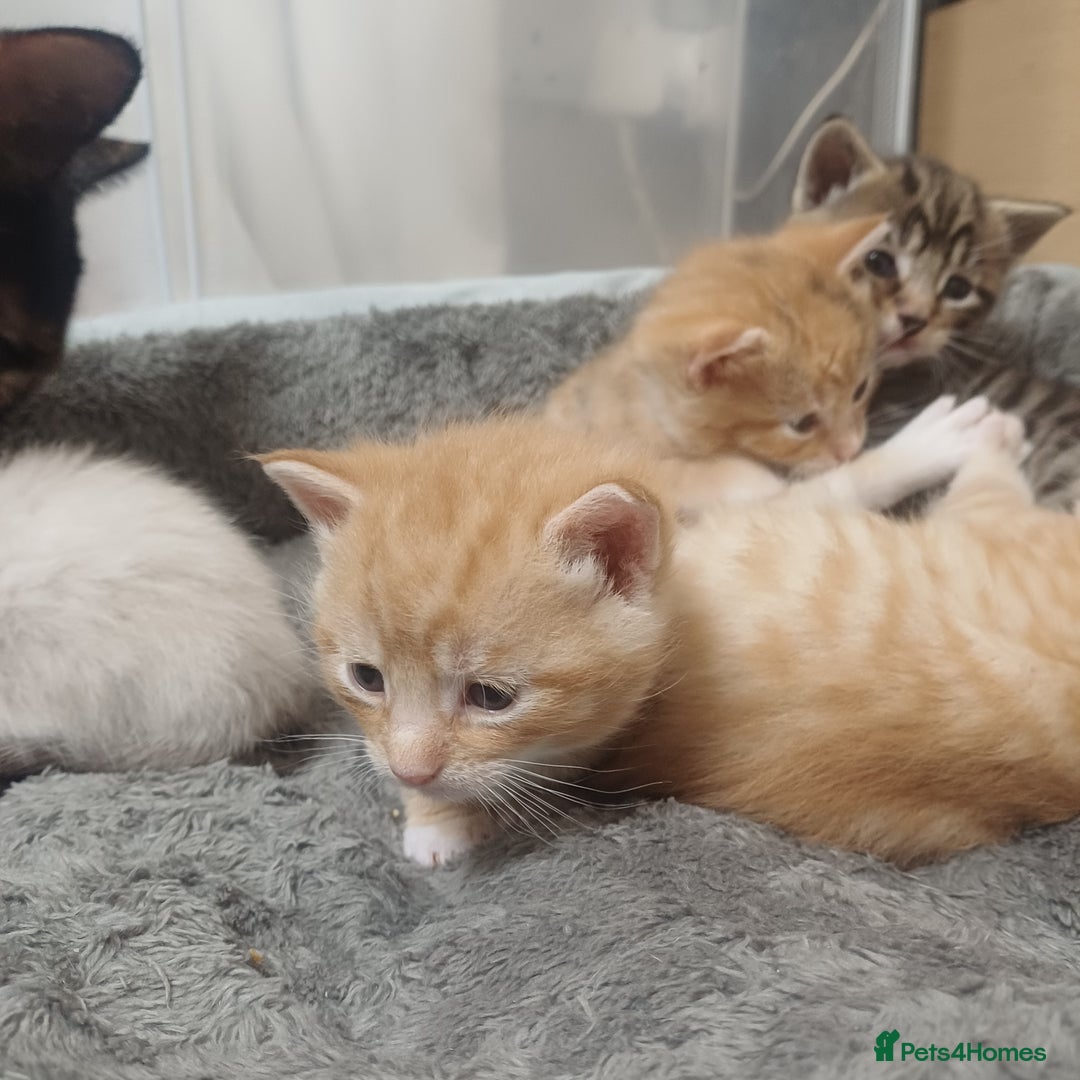 Mixed Breed cats for sale: Lovely kittens😻😻😽😽❤️ - Advert 14