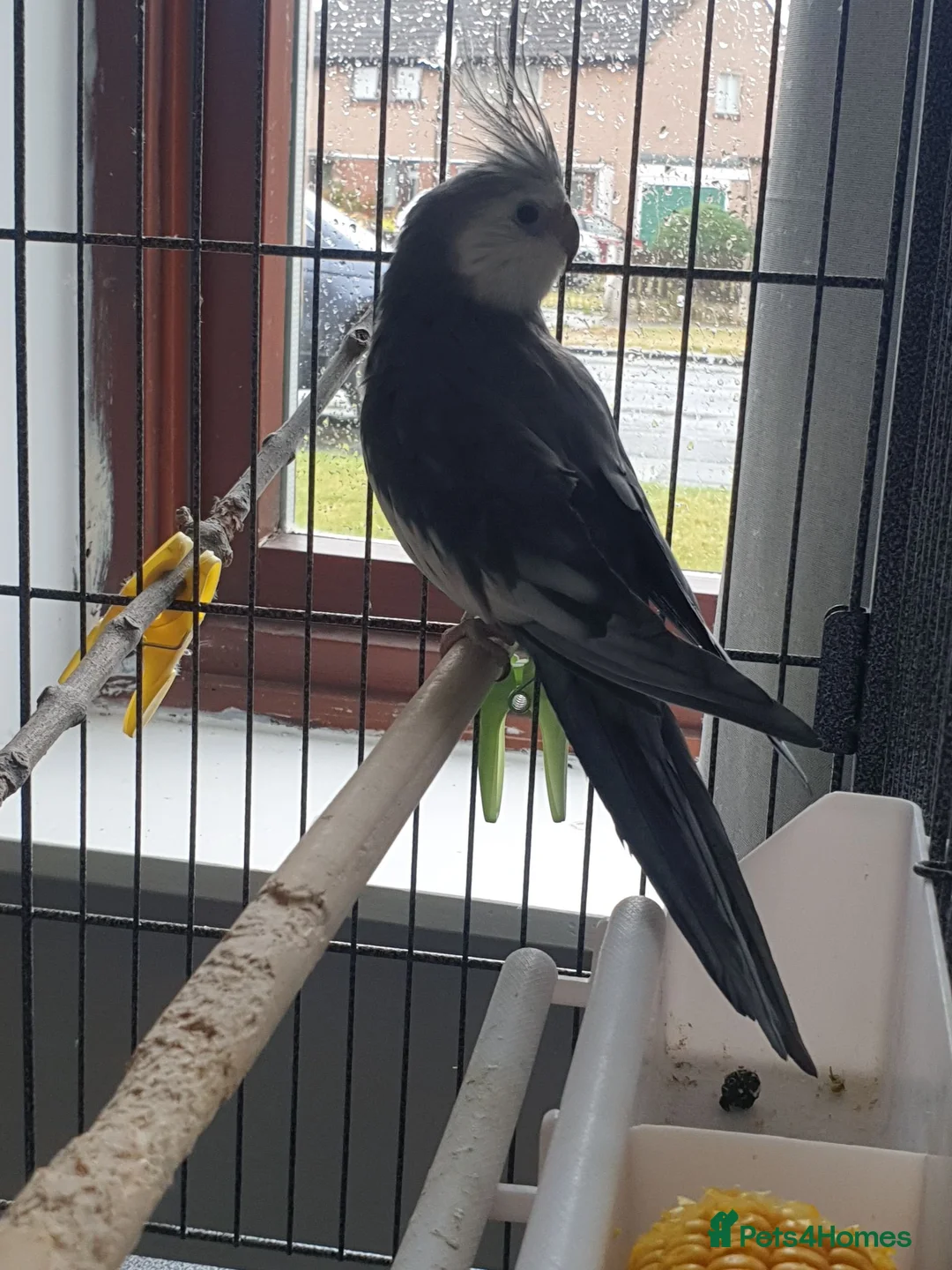 Cockatiels birds for sale: Birds in Carlisle - Advert 2