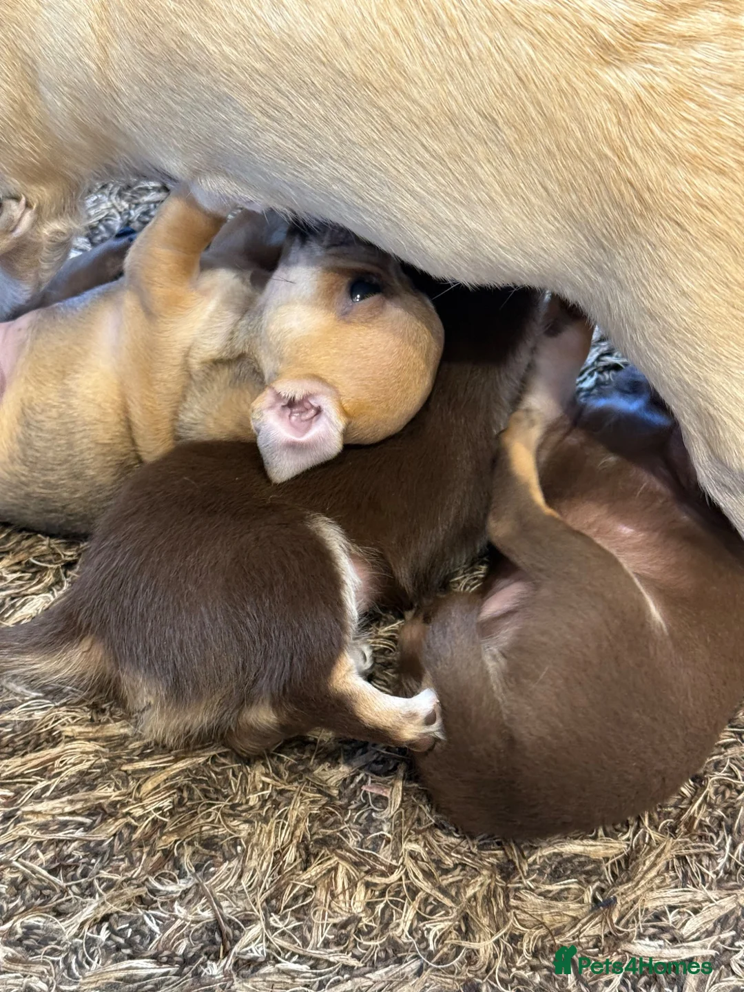 Chihuahua dogs for sale: Beautiful Purebred Chihuahua Puppies  - Advert 14