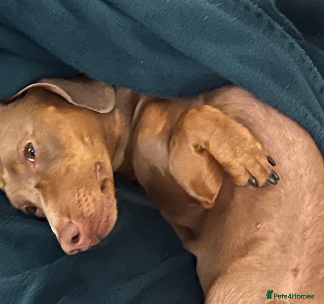 Miniature Dachshund dogs for stud: Ready for Stud  - Image 1