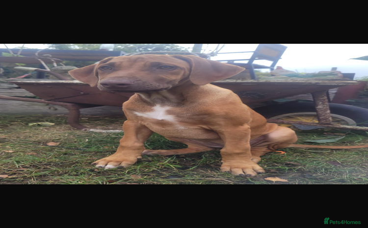 Rhodesian Ridgeback dogs - Advert 1