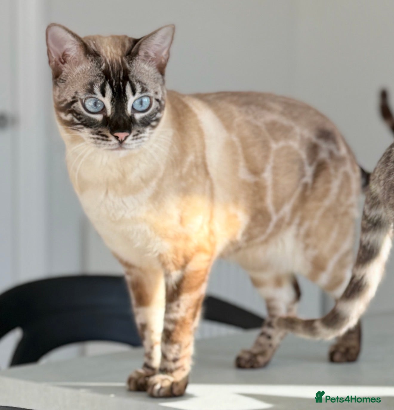 Bengal cats Stunning Bengal girl available - Advert 1