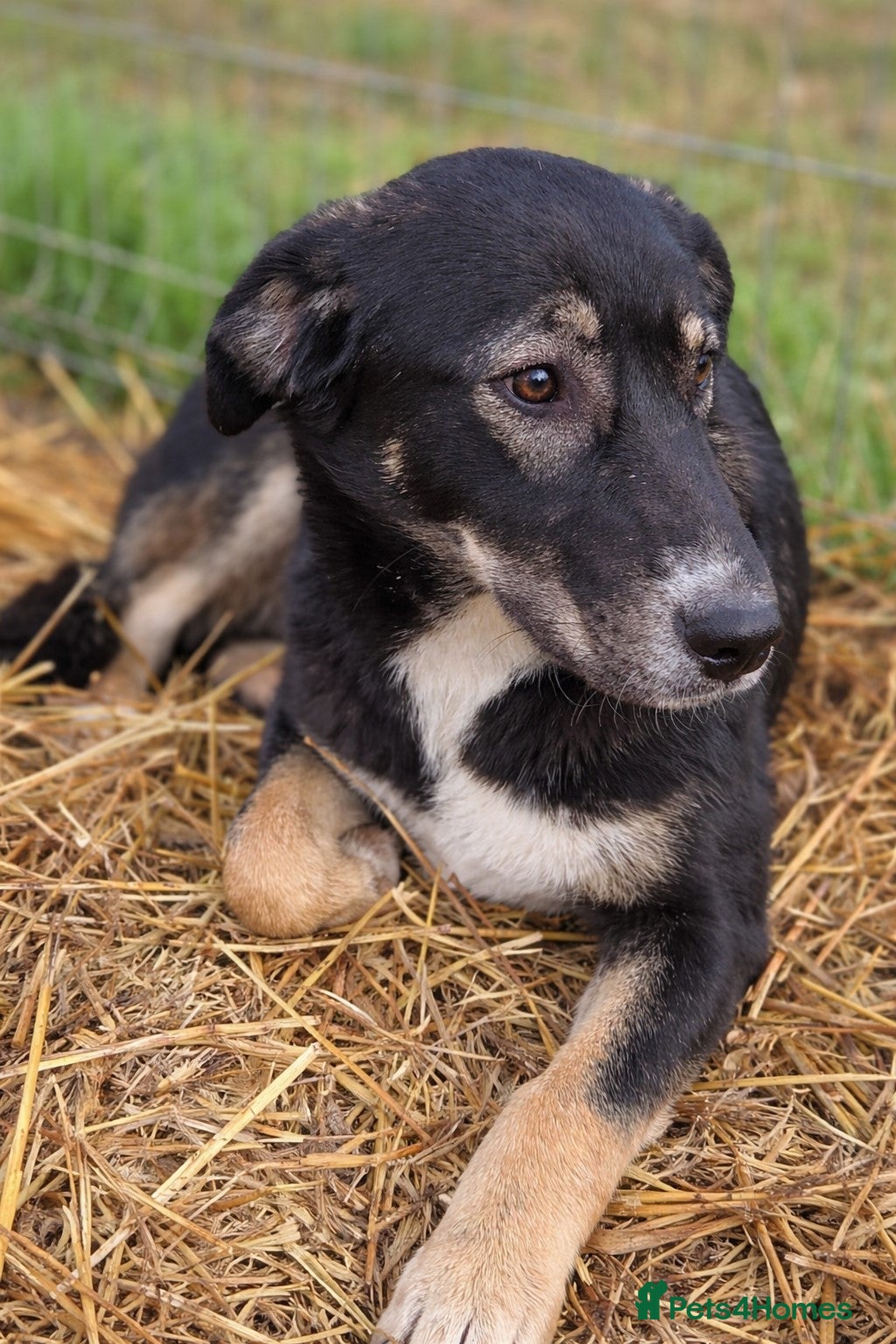 Mixed Breed dogs 🐾 RONA -  a Lovely Girl, for a Loving Home🐾 - Advert 7
