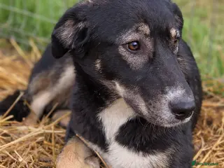 Mixed Breed dogs 🐾 RONA - a Lovely Girl, for a Loving Home🐾 - Advert 7