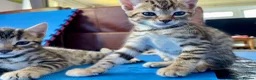 Bengal cats for sale: Beautiful Bengal Kittens for Sale, Pure Bengal Mum - Advert 2