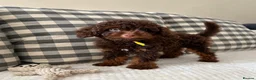 Toy Poodle dogs for sale: Health tested Toy poodle puppies  - Advert 6