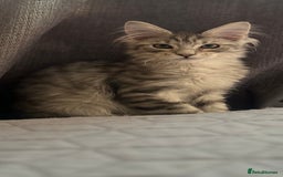 Maine Coon cats for sale: Maine coon kittens available  - Image 9