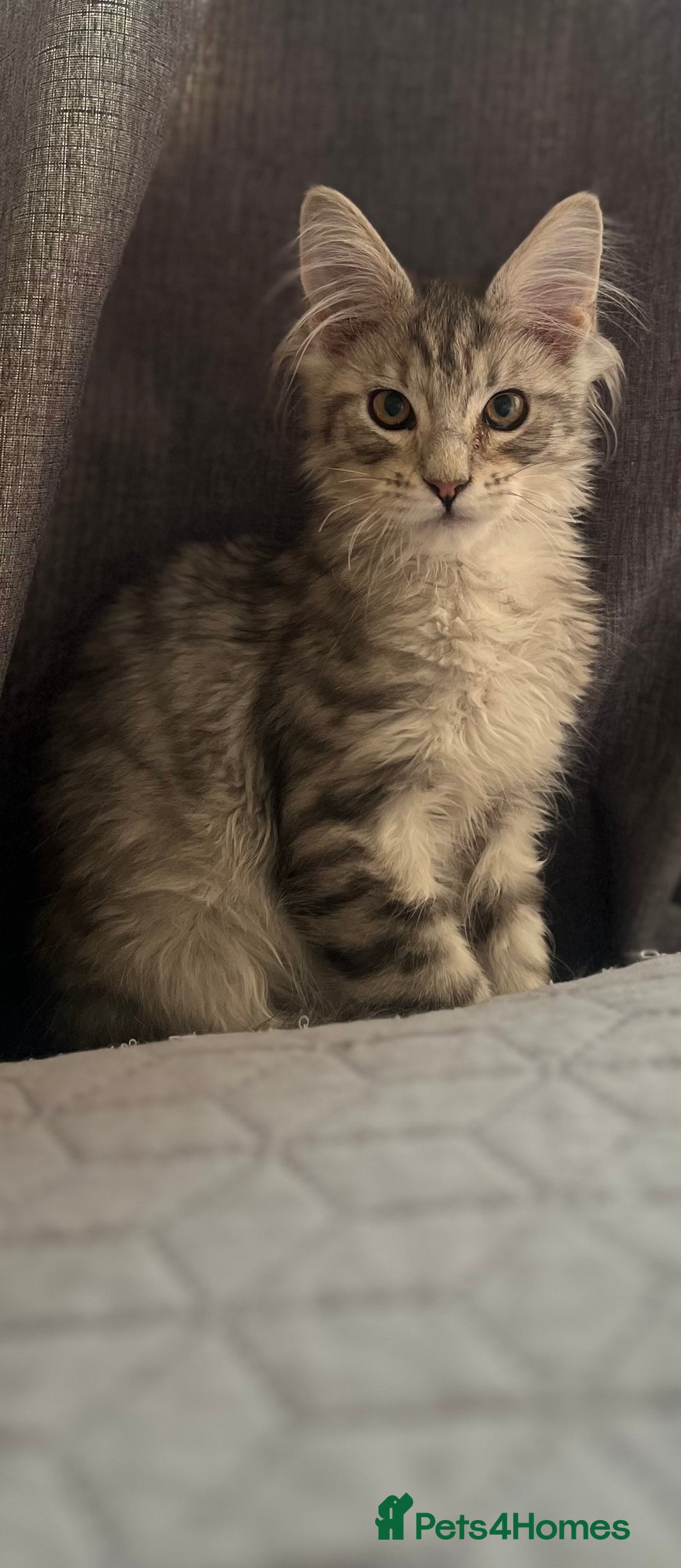 Maine Coon cats for sale: Maine coon kittens available  - Image 9