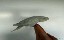 Budgerigars birds for sale: Young budgies happy&healthy in London - Image 28