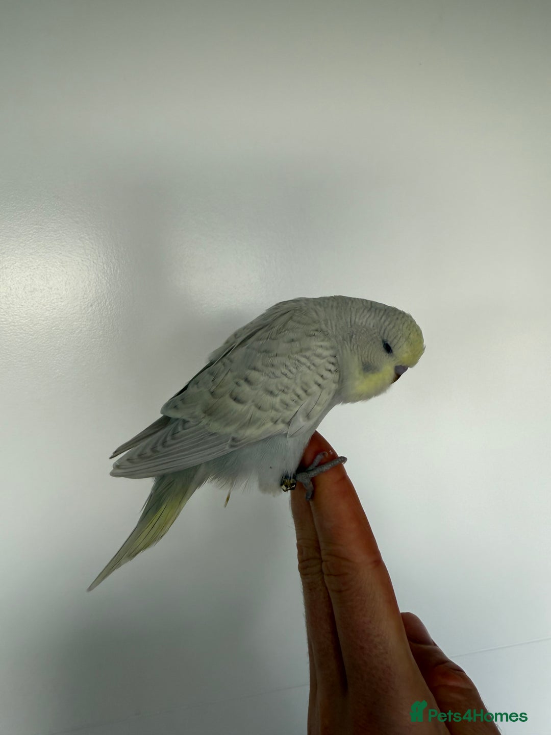 Budgerigars birds for sale: Young budgies happy&healthy in London - Image 28