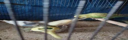 Budgerigars birds for sale: For sale  - Advert 9