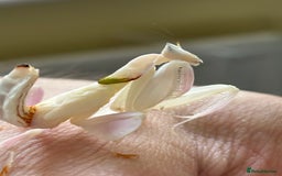 Praying Mantis invertebrates for sale: Adult Female Orchid Mantis  - Image 2