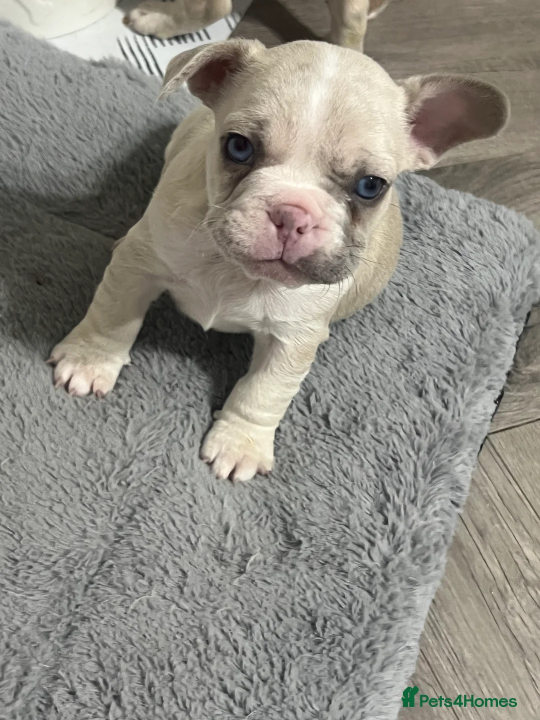 French Bulldog dogs for sale: 1 male French Bulldog Pup left  - Advert 30
