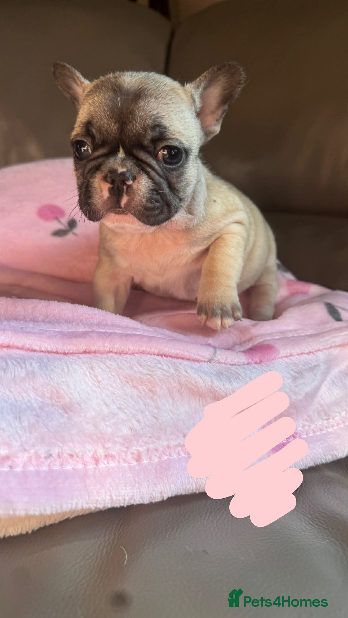 French Bulldog dogs 7 BEAUTIFUL frenchie pups for sale from KC parents - Advert 1