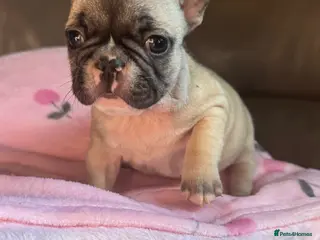 French Bulldog dogs 7 BEAUTIFUL frenchie pups for sale from KC parents - Advert 5