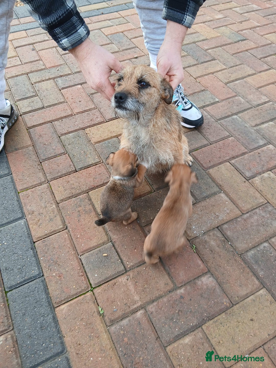 Border Terrier dogs for sale: Stunning border terrier puppies  - Advert 2