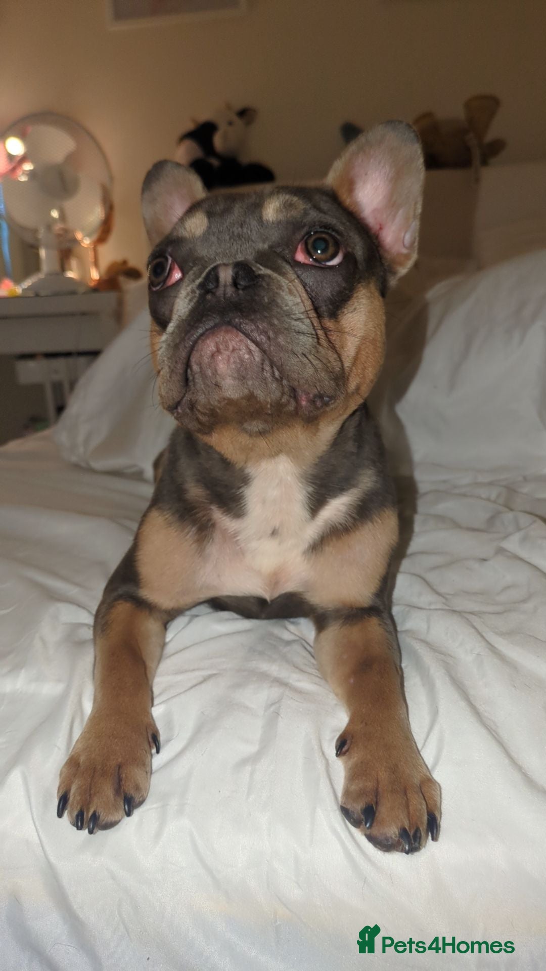 French Bulldog dogs REGGIE 9mth old  - Advert 3
