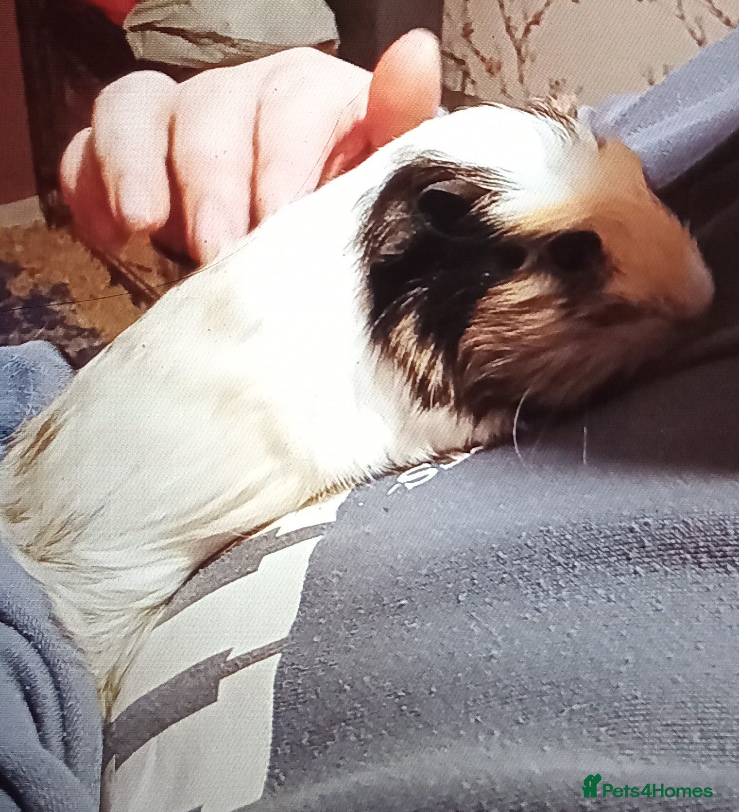 Guinea Pig rodents 2 male guinea pigs for sale - Advert 2