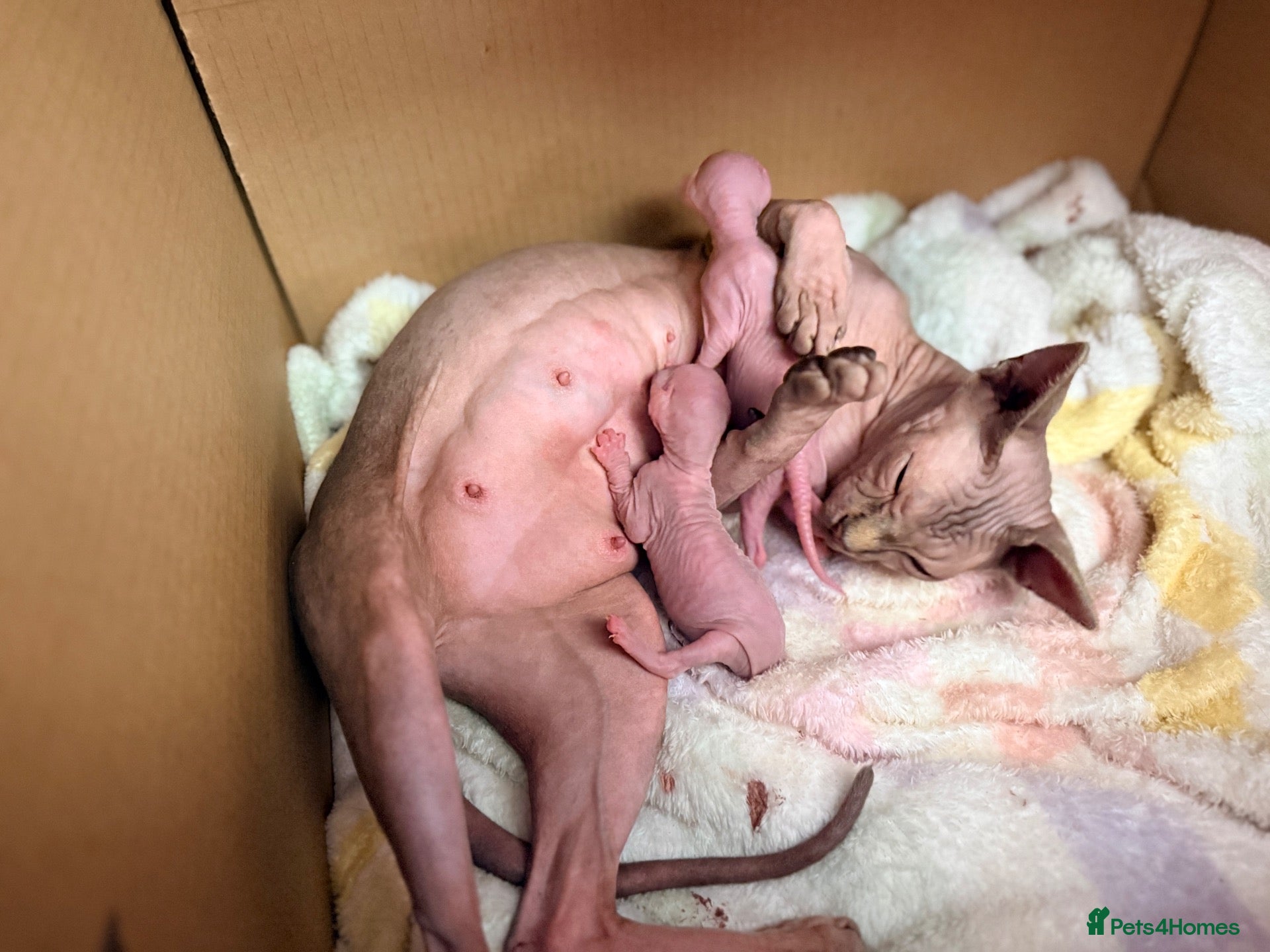 Sphynx cats 2 beautiful Sphynx kittens  - Advert 5
