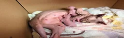 Sphynx cats for sale: 2 beautiful Sphynx kittens  - Advert 1