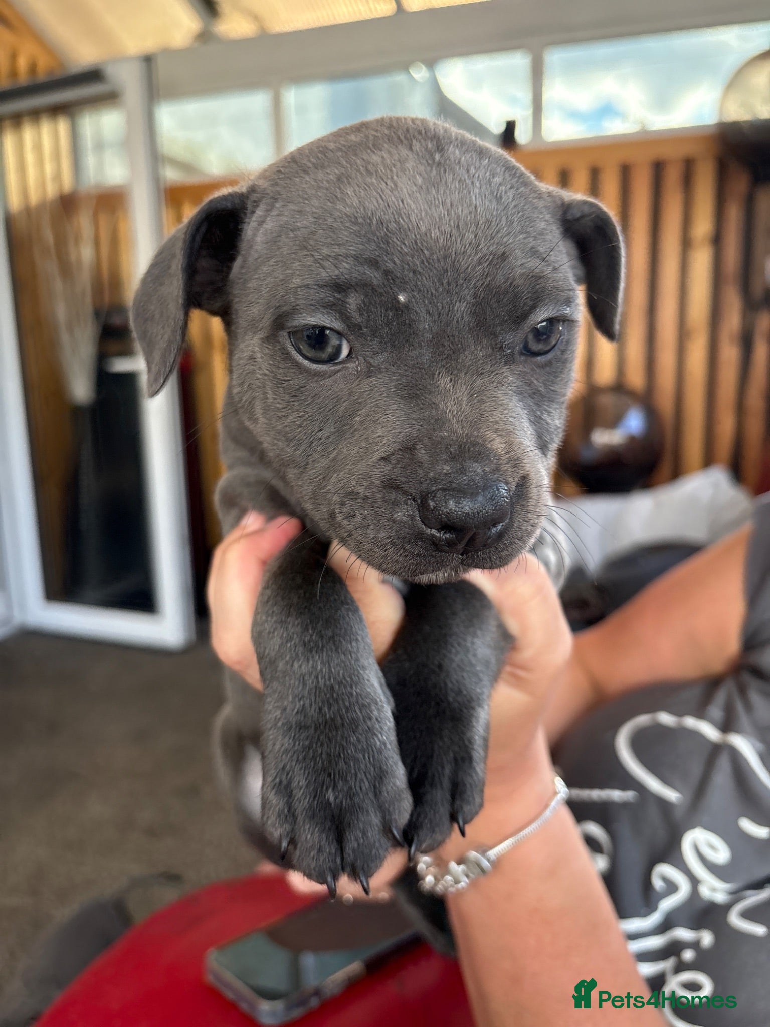 Staffordshire Bull Terrier dogs  KC Blue Staffy Girl Remaining 7 weeks old - Advert 2