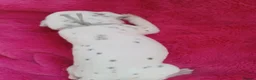 Dalmatian dogs for sale: Dalmatian puppies  - Advert 2