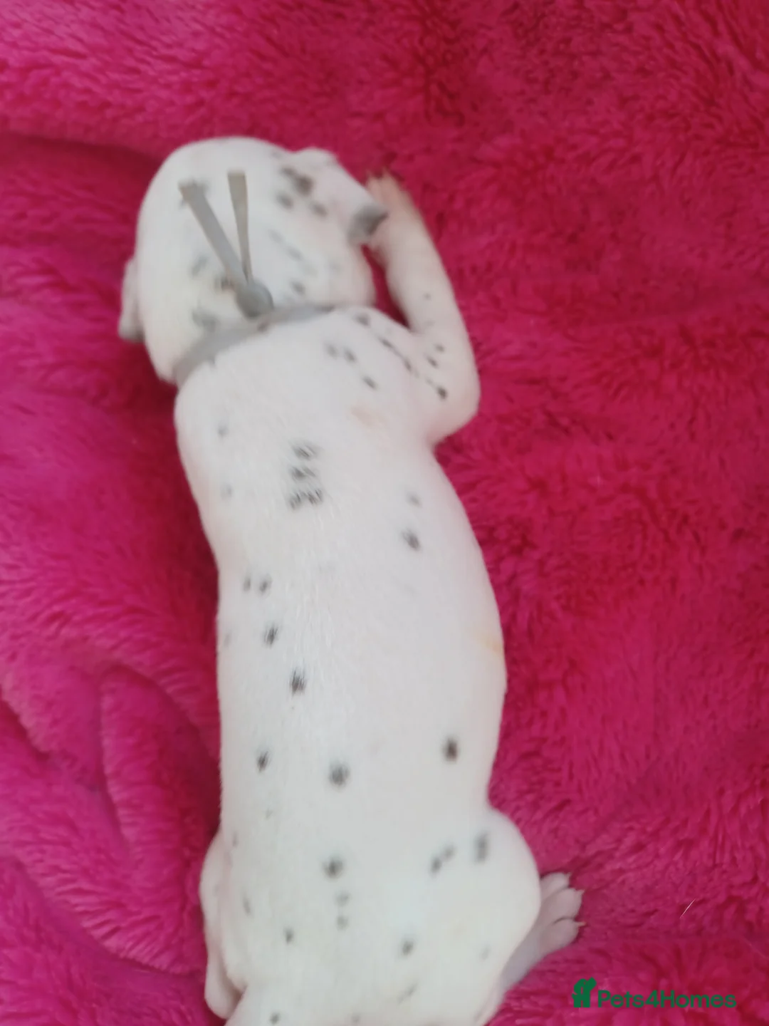 Dalmatian dogs for sale: Dalmatian puppies  - Advert 2