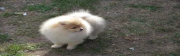 Pomeranian dogs for sale: Bentley – Beautiful Silver-Toned Pomeranian Boy 🐾 - Advert 27