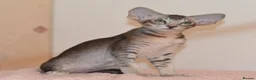 Oriental cats for sale: Tica Oriental kittens for reservation - Advert 9