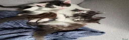 Mixed Breed cats for sale: Kittens for sale  in Peterborough - Advert 11