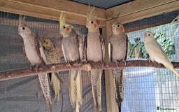 Cockatiels birds for sale: Silly hand tamed baby cockatiels for sale  - Image 21