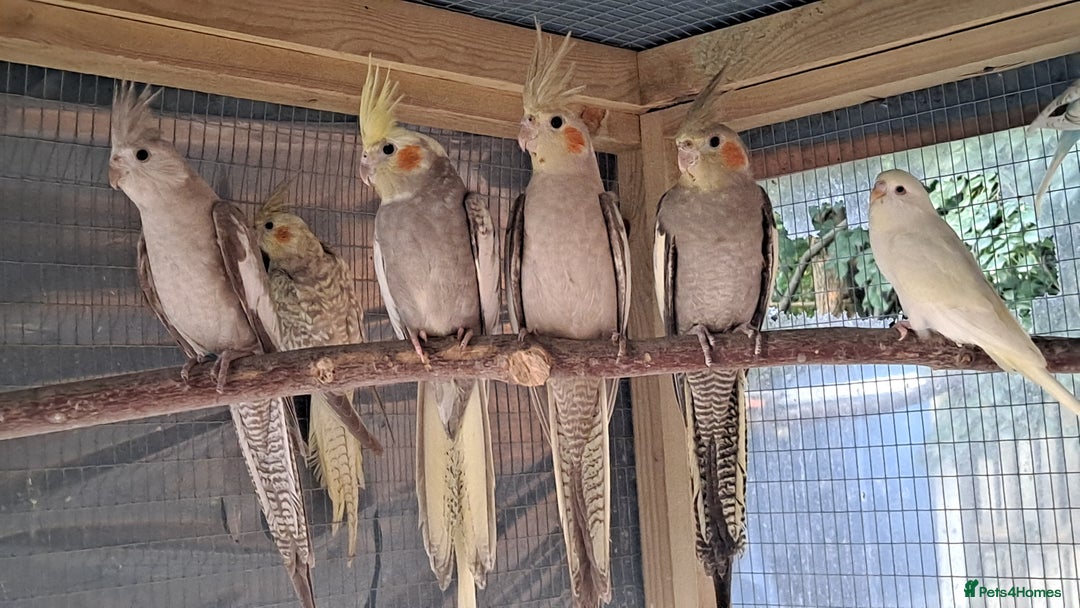 Cockatiels birds for sale: Silly hand tamed baby cockatiels for sale  - Image 21