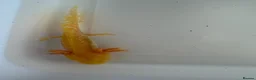 Axolotl reptiles for sale: Axolotl - Advert 28